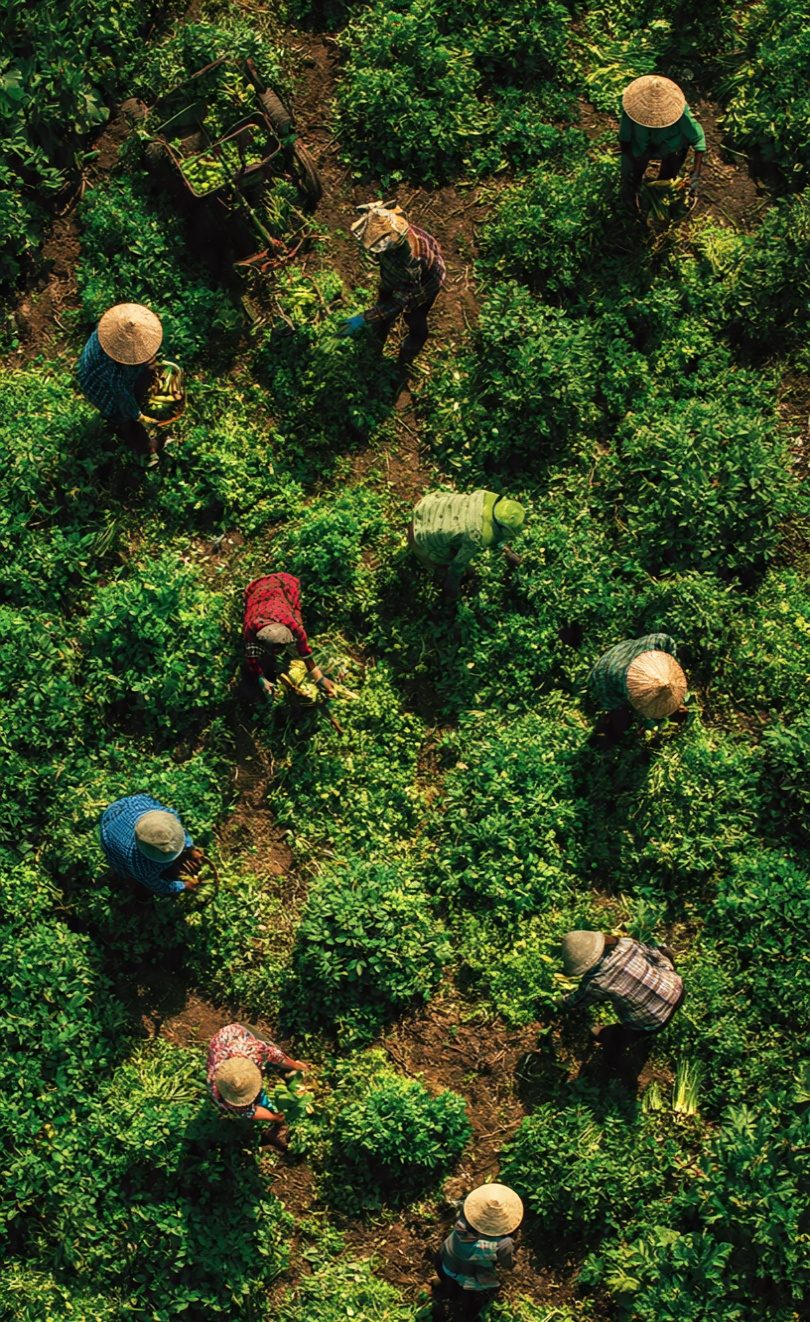 IMPROVING AGRICULTURAL PRODUCTION THROUGH CO-OPERATIVE
