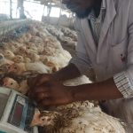 ASSESSMENT OF WEIGHT GAIN OF INDIGENOUS AND EXOTIC BREED OF BROILERS IN UYO, AKWA IBOM STATE