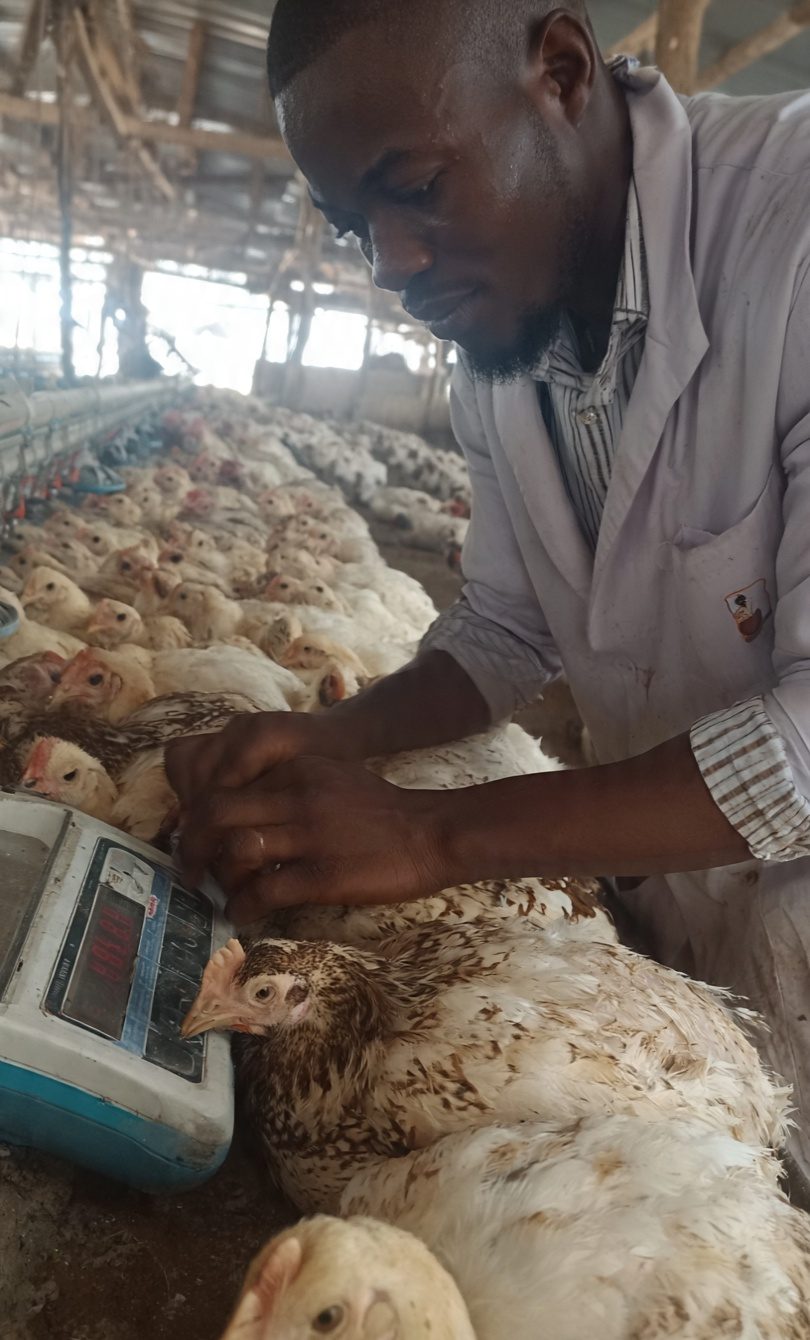 ASSESSMENT OF WEIGHT GAIN OF INDIGENOUS AND EXOTIC BREED OF BROILERS IN UYO, AKWA IBOM STATE