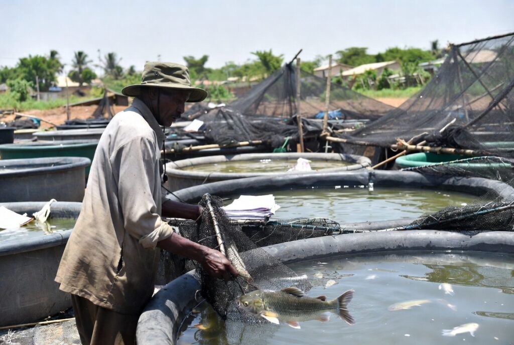 ECONOMIC ANALYSIS OF CATFISH PRODUCTION IN KUJE AREA COUNCIL OF THE FEDERAL CAPITAL TERRITORY, ABUJA, NIGERIA