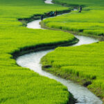 ECONOMIC ANALYSIS OF IRRIGATED RICE PRODUCTION IN KURA LOCAL GOVERNMENT AREA OF KANO STATE, NIGERIA