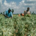 ECONOMIC ANALYSIS OF SESAME PRODUCTION AMONG SMALL- HOLDER FARMERS IN BENUE STATE, NIGERIA