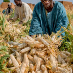 EFFECTS OF ADOPTION OF STRIGA RESISTANT MAIZE PRODUCTION TECHNOLOGIES ON FARMERS’ LIVELIHOOD IN KAJURU LOCAL GOVERNMENT AREA, KADUNA STATE, NIGERIA