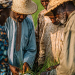 FACTORS AFFECTING ADOPTION OF RECOMMENDED CERTIFIED RICE SEED TECHNOLOGY BY FARMERS IN FOUR LOCAL GOVERNMENT AREAS OF KADUNA STATE, NIGERIA