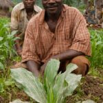 IMPACT OF NATIONAL AGRICULTURAL EXTENSION AND RESEARCH LIAISON SERVICES ADOPTED VILLAGE PROJECT ON BENEFICIARIES’ LIVELIHOOD IN ABIA AND OYO STATES, NIGERIA
