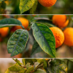 INFECTIOUS DISEASES IN CITRUS PLANT USING ORANGE AS CASE STUDY