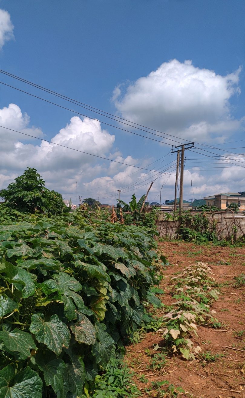 THE EFFECT OF ORGANIC MANURE ON THE GROWTH AND VEGETATIVE YIELD OF UGU