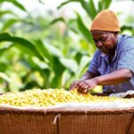 ECONOMIC ANALYSIS OF CASSVA PROCESSING AND MARKETING KOGI STATE, NIGERIA