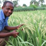 ECONOMIC ANALYSIS OF RICE PRODUCTION AND MARKETING IN UZO-UWANI LOCAL GOVERNMENT AREA OF ENUGU STATE